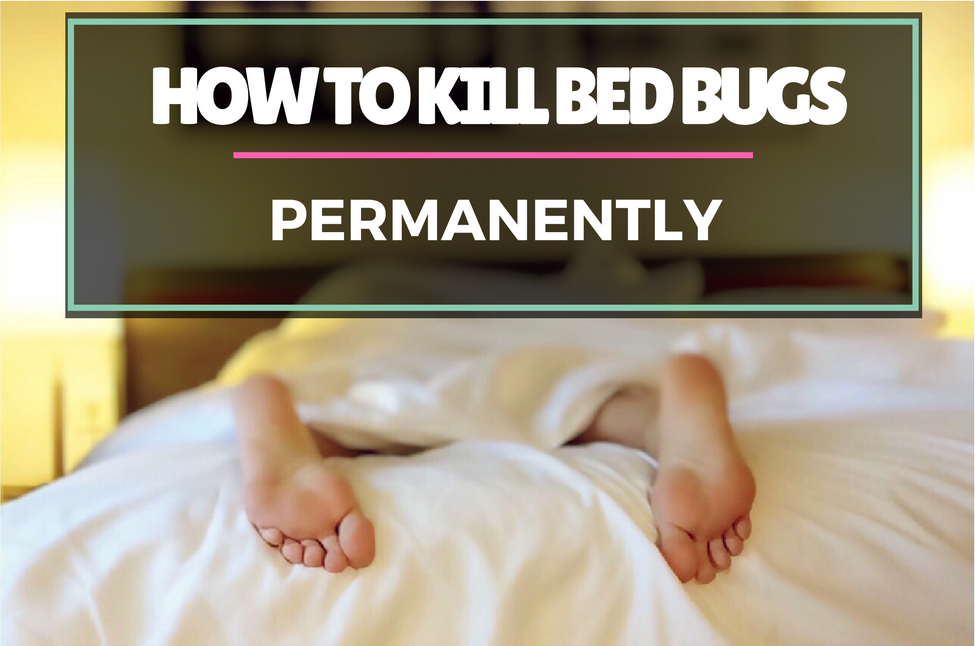 How To Kill Bed Bugs Permanently - Smart Vac Guide