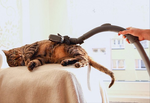 vacuum-cleaner-for-pets